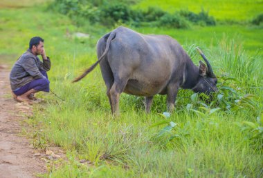 Myanmar Birmanya çoban