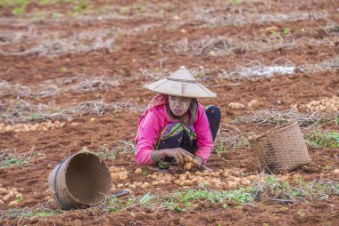Myanmar Birmanya çiftçi