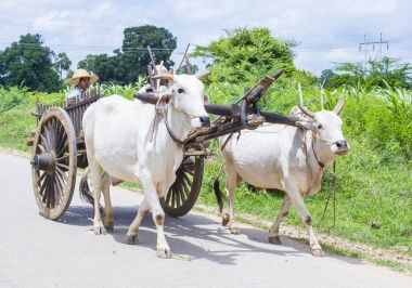 Birman çiftçi binme öküz arabası