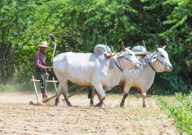 Myanmar Birmanya çiftçi