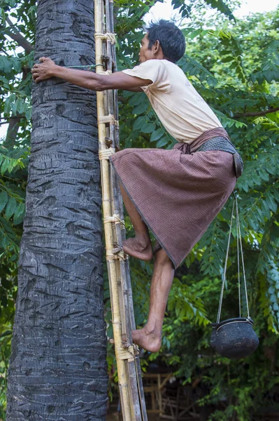 Birmese boer een palmboom te klimmen — Stockfoto