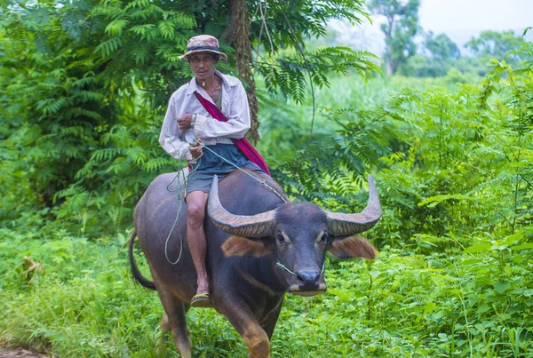 Agricultor birmanês em Mianmar — Fotografia de Stock