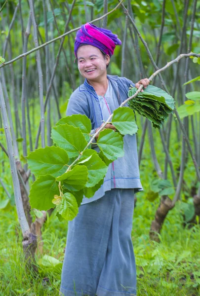 Burmese farmer in Myanmar — Stock Photo, Image