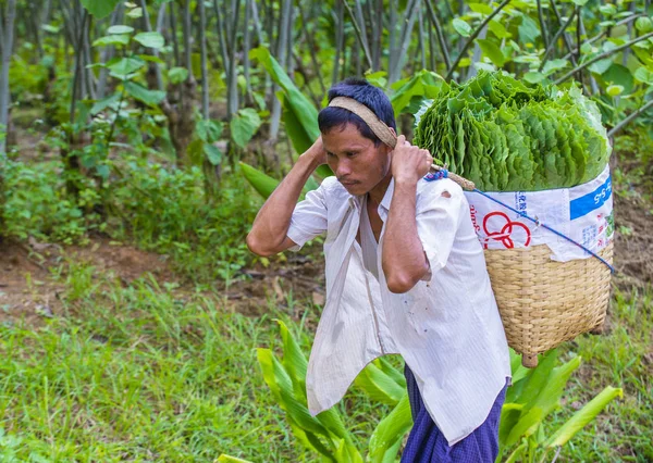 ミャンマーのビルマの農家 — ストック写真