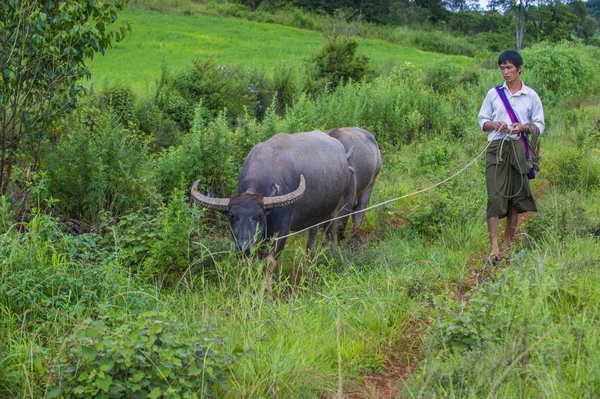 Birmese herder in Myanmar — Stockfoto