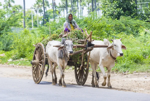 Barmský zemědělci na koni ox vozík — Stock fotografie