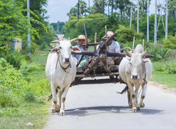 Burmesiska bonde Rider oxe cart — Stockfoto