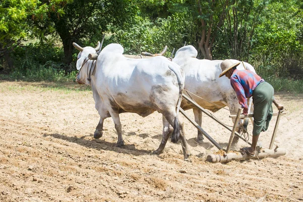 Agricultor birmanês em Mianmar — Fotografia de Stock