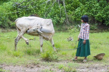 Myanmar Birmanya çoban