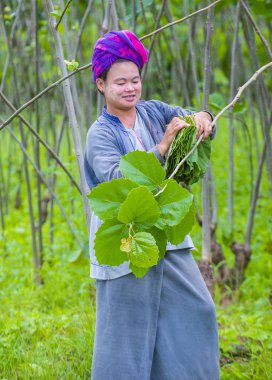 Myanmar Birmanya çiftçi