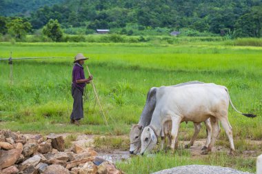 Myanmar Birmanya çoban