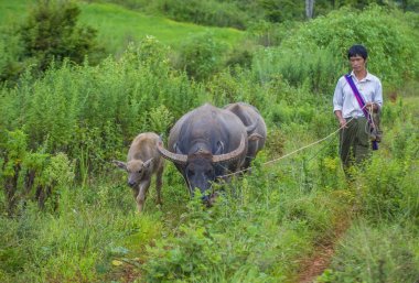 Myanmar Birmanya çoban