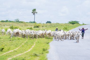 Myanmar Birmanya çoban