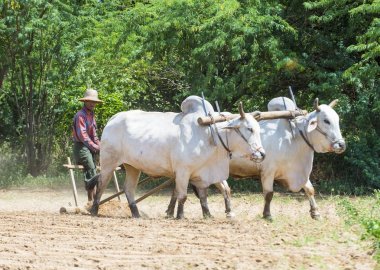 Myanmar Birmanya çiftçi
