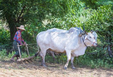 Myanmar Birmanya çiftçi