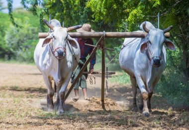 Myanmar Birmanya çiftçi