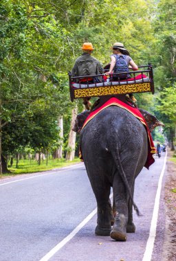Fil binmek Angkor Wat, Kamboçya'da