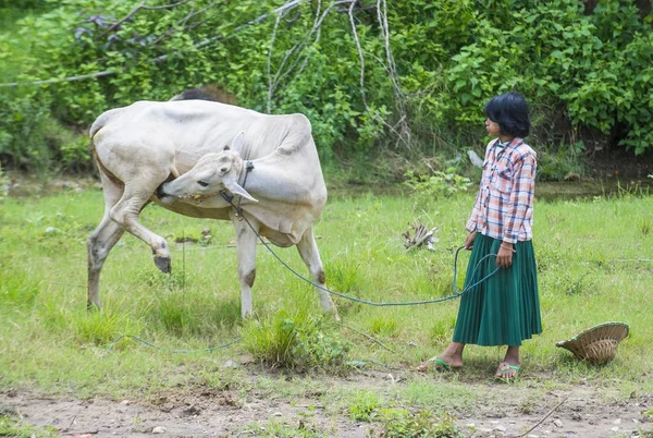 Myanmar Birmanya çoban — Stok fotoğraf