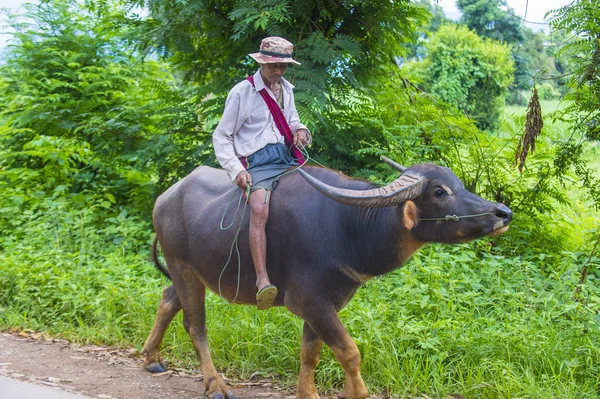 Birmański rolnika w Myanmar — Zdjęcie stockowe