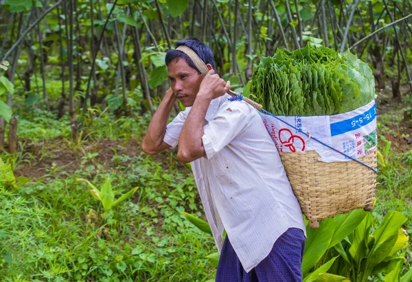 Birmese boer in Myanmar — Stockfoto