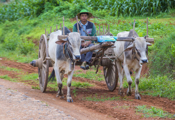Бирманский фермер на тележке с быками
