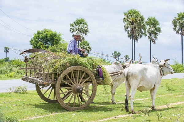 Agricultor birmanês montando carrinho de boi — Fotografia de Stock