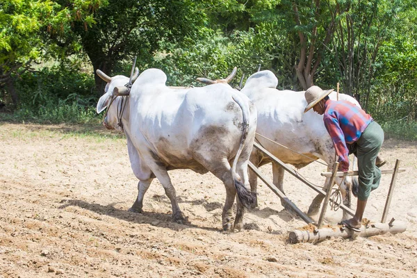 Agricultor birmano en Myanmar —  Fotos de Stock