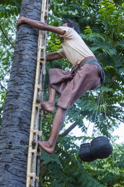 Birman çiftçi bir palmiye ağacı tırmanma