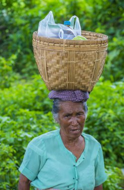 Myanmar Birmanya çiftçi