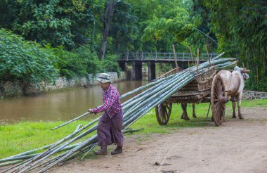 Birman çiftçi binme öküz arabası