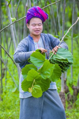 Myanmar Birmanya çiftçi