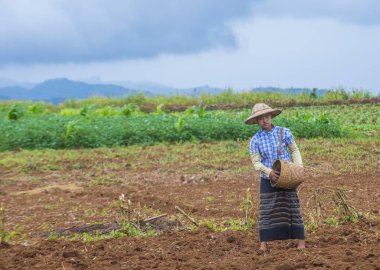 Myanmar Birmanya çiftçi
