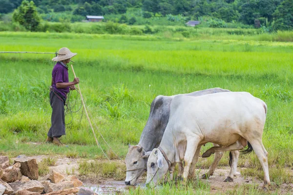 Păstor birmanez în Myanmar — Fotografie, imagine de stoc