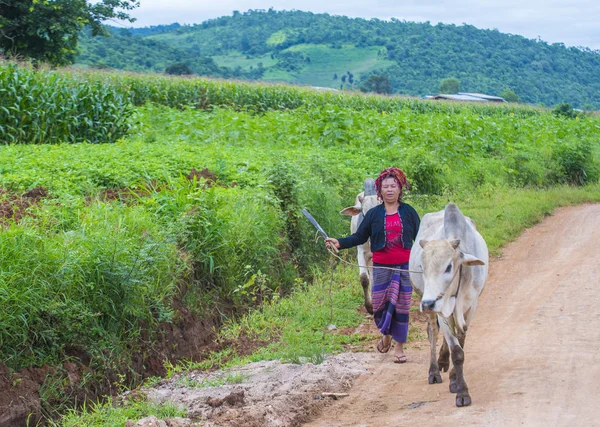 Birmese herder in Myanmar — Stockfoto