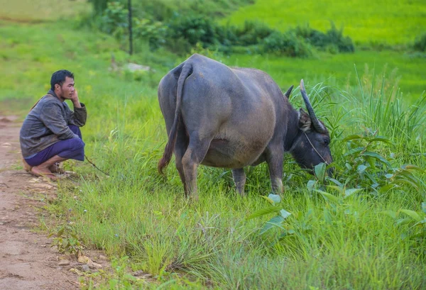 ミャンマーのビルマ語羊飼い — ストック写真
