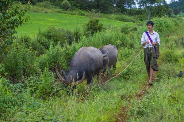 Birmese herder in Myanmar — Stockfoto