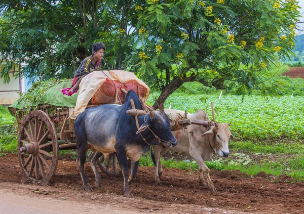 Agricultor birmanês montando carrinho de boi — Fotografia de Stock