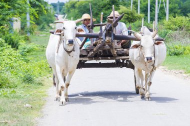 Birman çiftçi binme öküz arabası