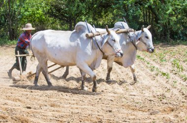Myanmar Birmanya çiftçi