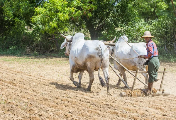 Burmesiska bonde i Myanmar — Stockfoto
