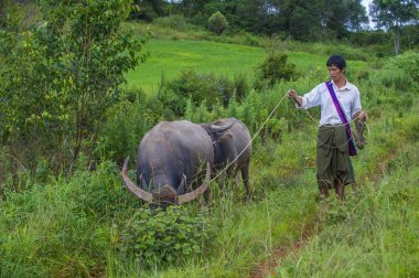 Myanmar Birmanya çoban