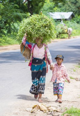 Myanmar Birmanya çiftçi