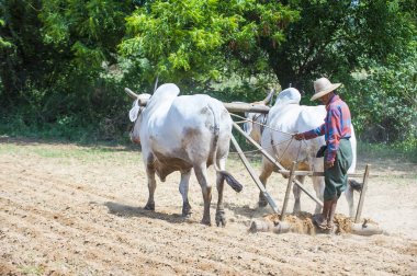 Myanmar Birmanya çiftçi