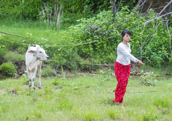 Burmese shepherd in Myanmar — Stock Photo, Image