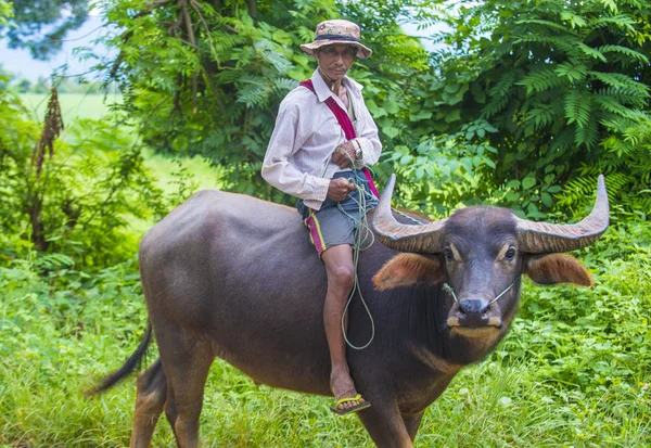 Birmese boer in Myanmar — Stockfoto