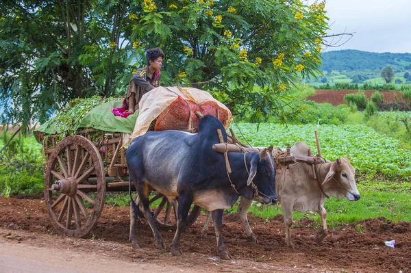 Birmano contadino equitazione bue carrello — Foto Stock