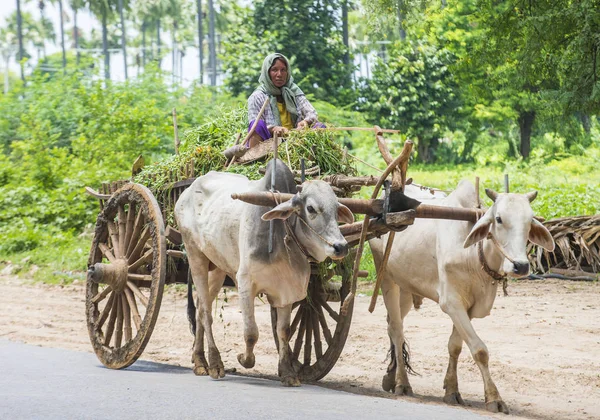 Birmese boer paardrijden ox kar — Stockfoto