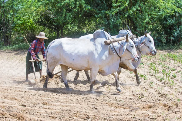 Birmese boer in Myanmar — Stockfoto