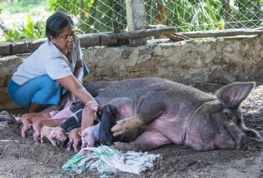 Domuz yavruları emdikleri domuz