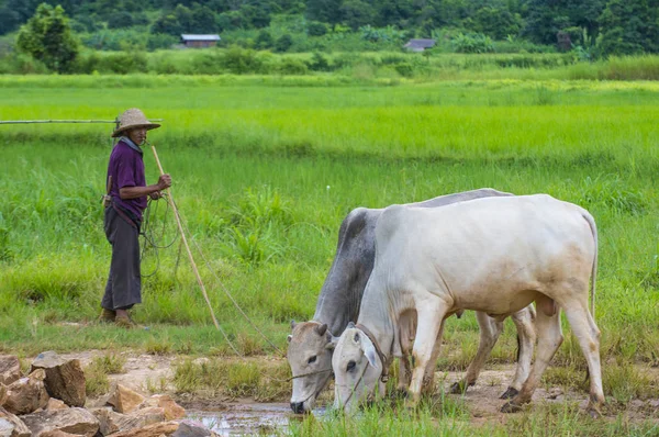 Pastore birmano in Myanmar — Foto Stock